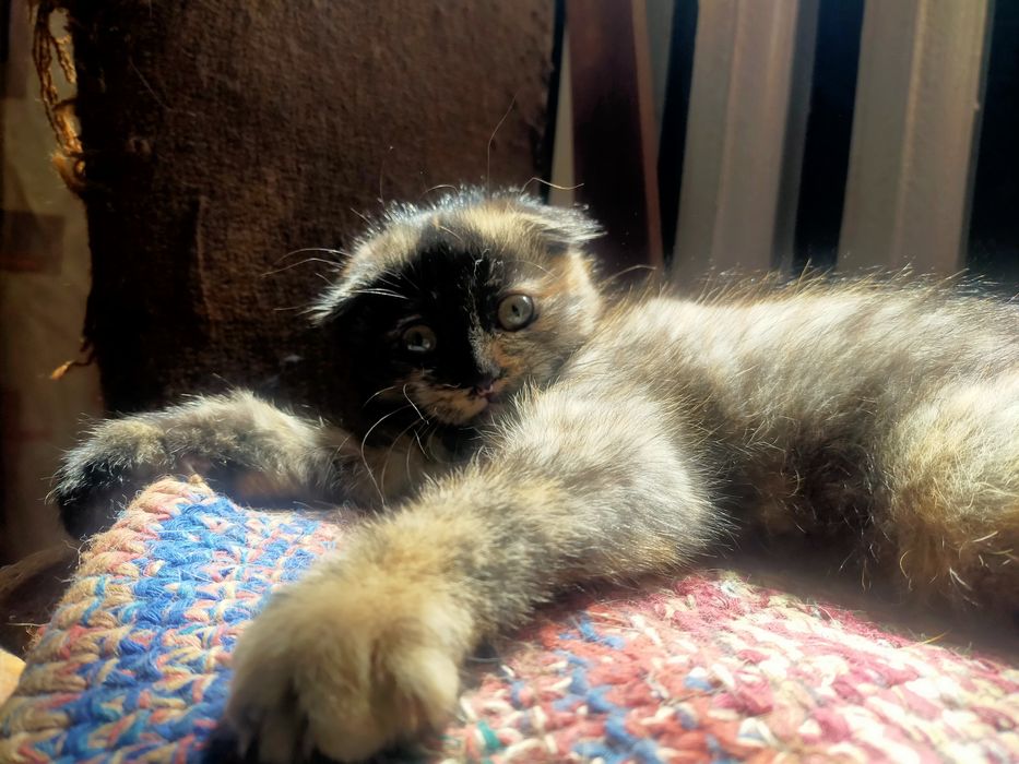 Котенок шотландский вислоухий