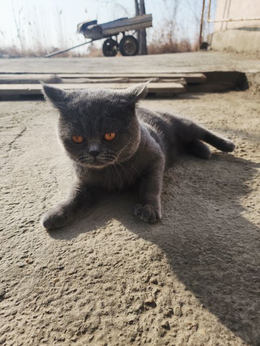 Кот страйт для вязку. Mushuk qo'shish uchun skotish strayt