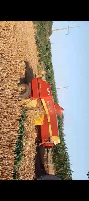 Vând puieți de Salcâm