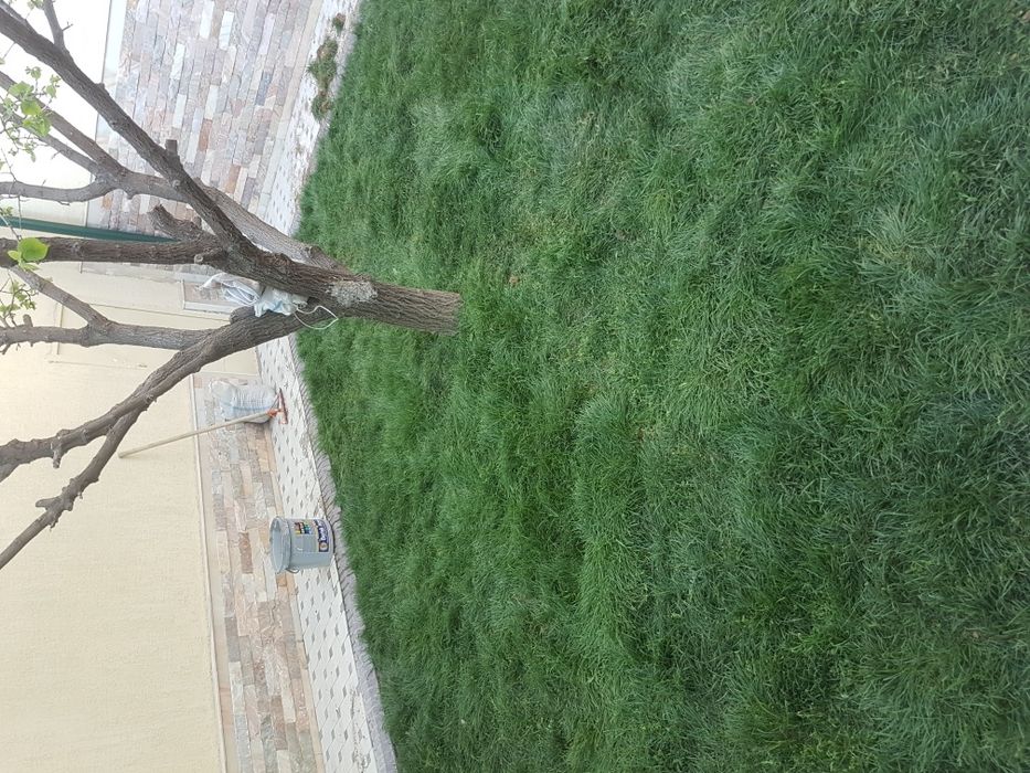 Sifatli gazon rulonliy (salafanli)