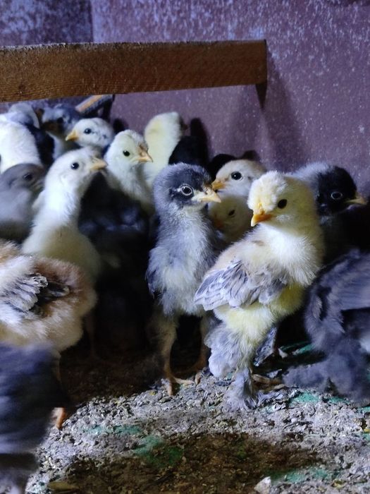 Хар хил зотли жужалар сотилади