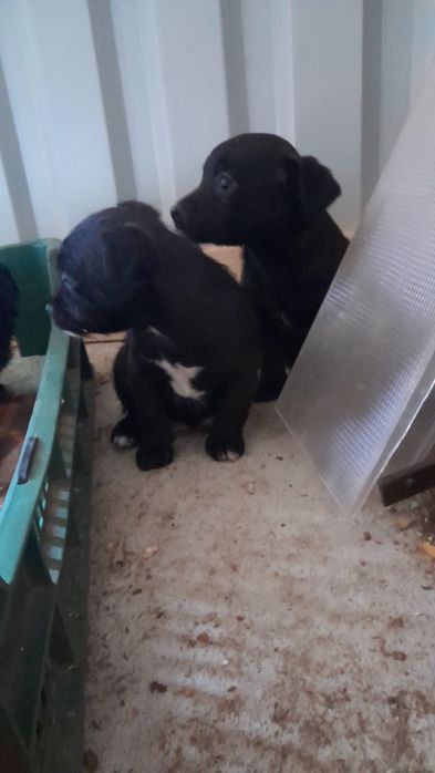 Cățeluși își cauta o casă nouă de sase saptămâni