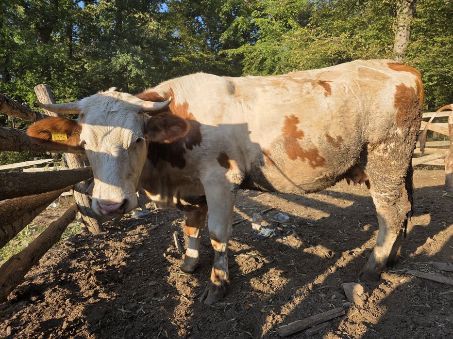 Vaca gestanta (juninca la prima fatare) rasa  baltata romaneasca