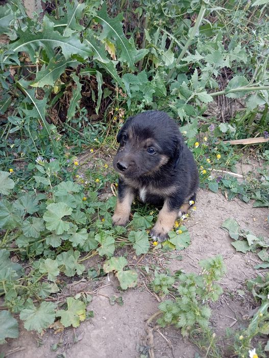 Кученца на 2 месеца
