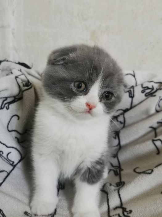 Продам красивых  котят