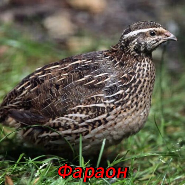 Инкубационные яйца перепел