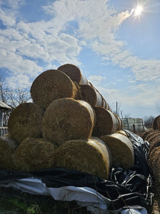 Baloți paie orz 120x120