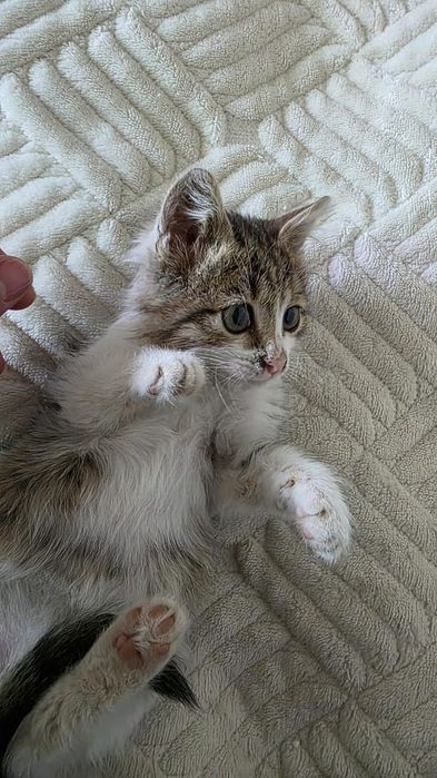 Отдам котенка в добрые руки