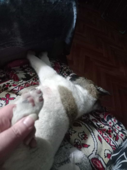 Щенок бесплатно в добрые руки