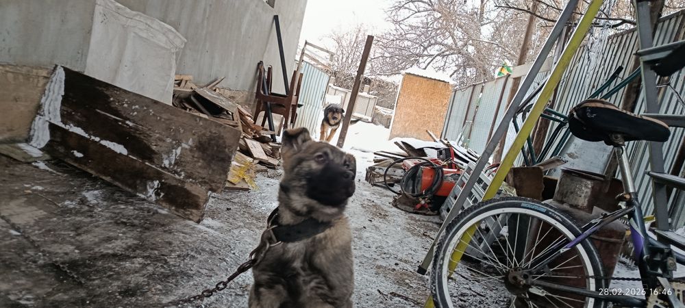 Вео овчарка щенок