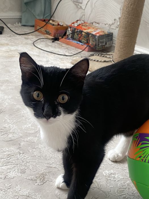 Отдам кошку в хорошие руки