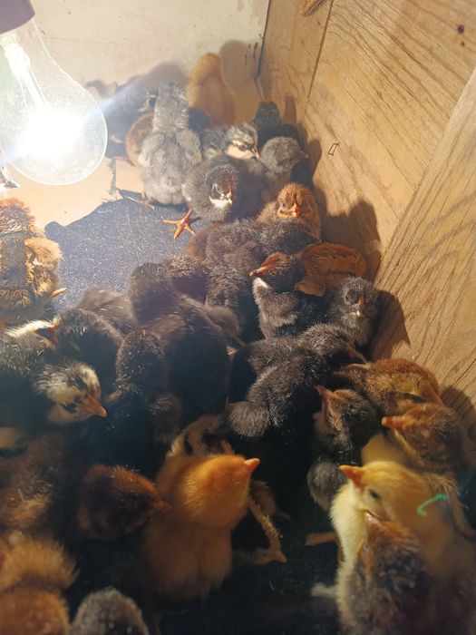 Цыплята     Балапан