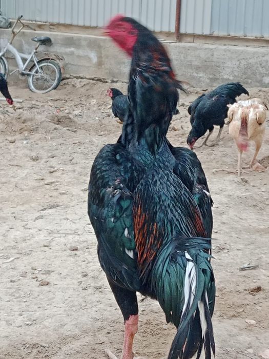 Жұмыртқа бар сатылатын