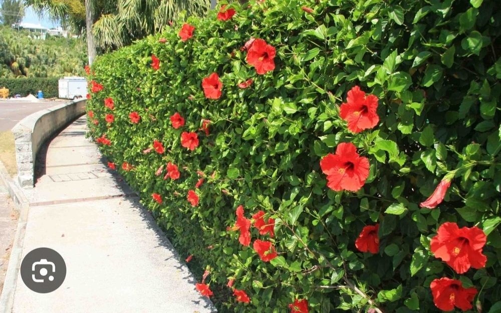 Озеленяване на паркове,градини,алей