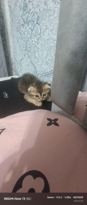 продается котята