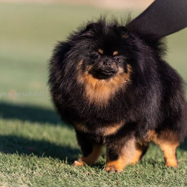 Щенки померанского шпица