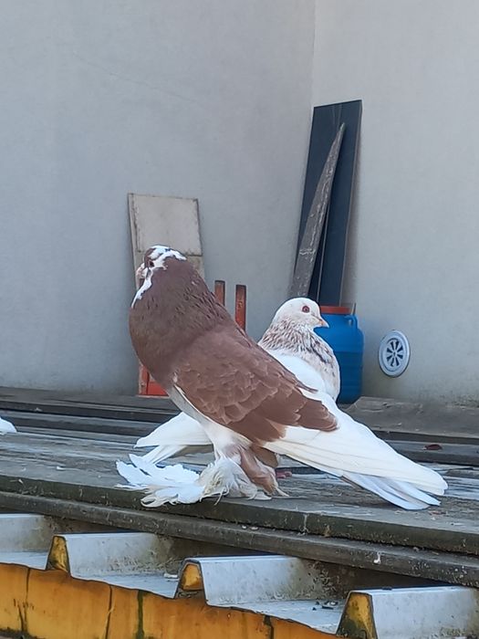 porumbei incaltati tapalagiosi