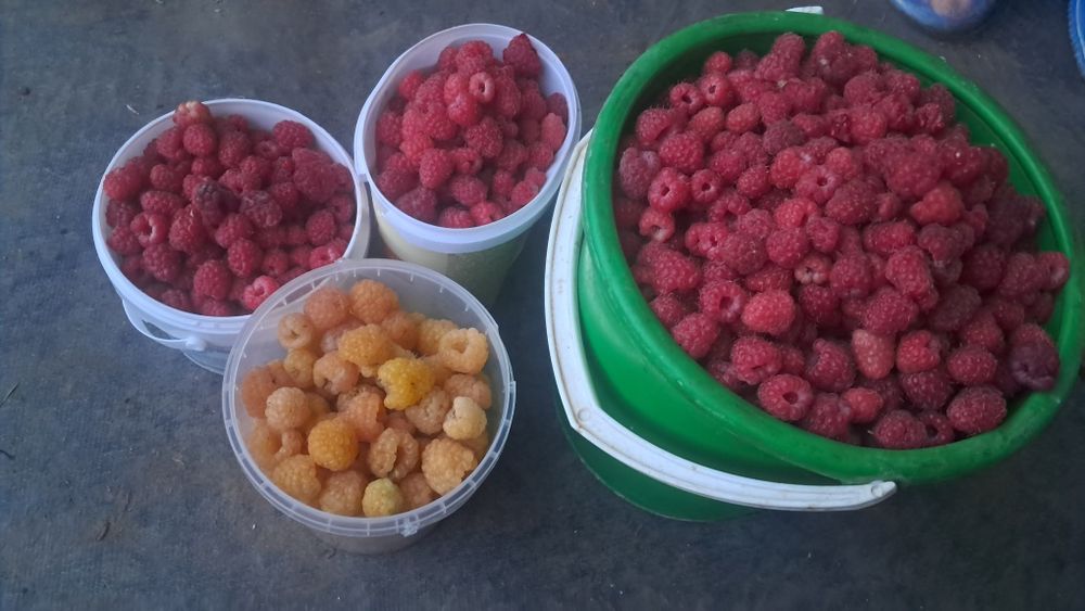 Продам малину дачную