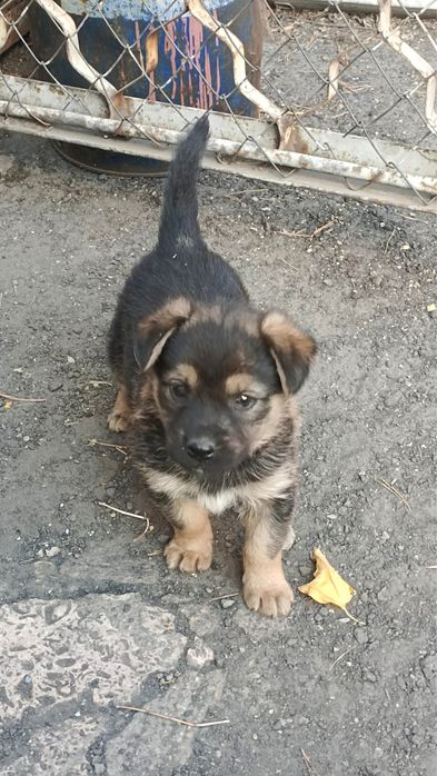 Отдам двух щенков