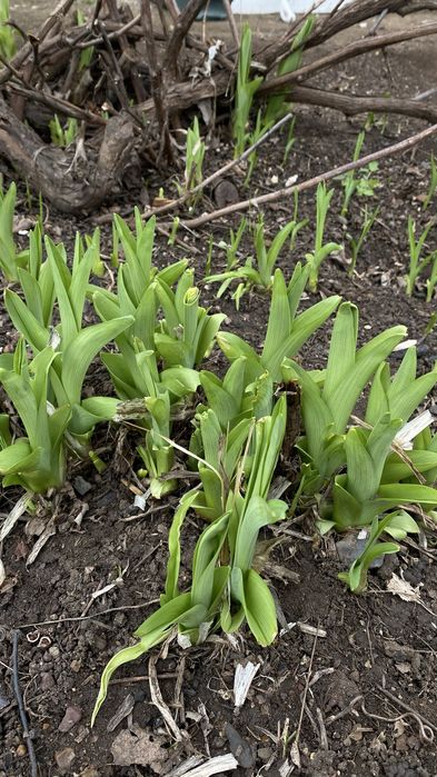 Продам Лилию садовую