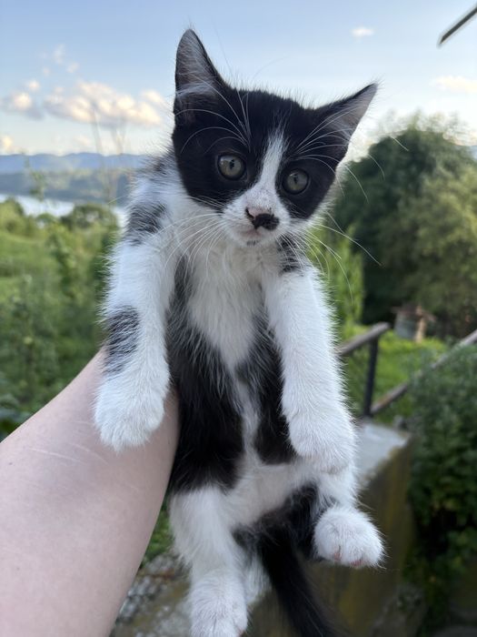 Oferim spre adoptie 3 pisici  jucause care abia astepta un camin calduros