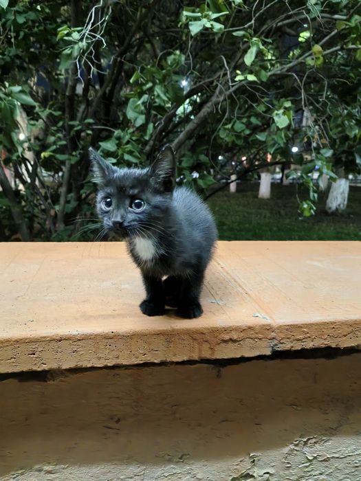 Маленький котенок