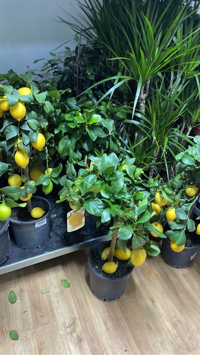 Лимонное дерево