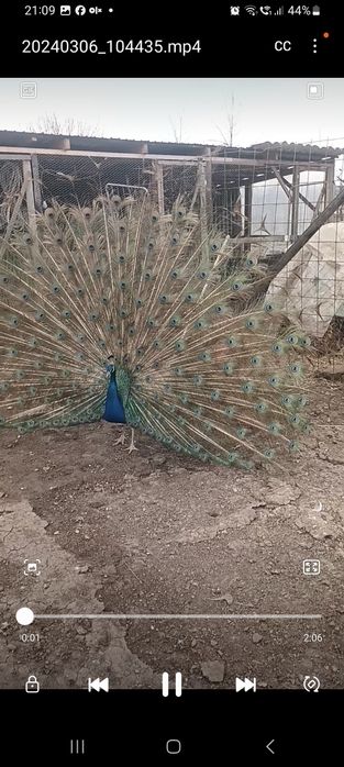 Pene de paun diferite culori