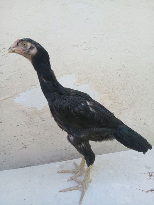 Dakan xoʻrzchalar sotiladi