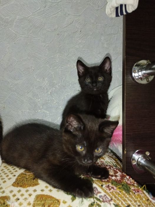 Симпатичные котята