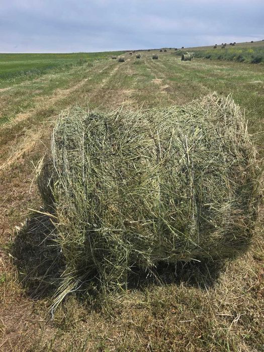 Сено в рулонах продам