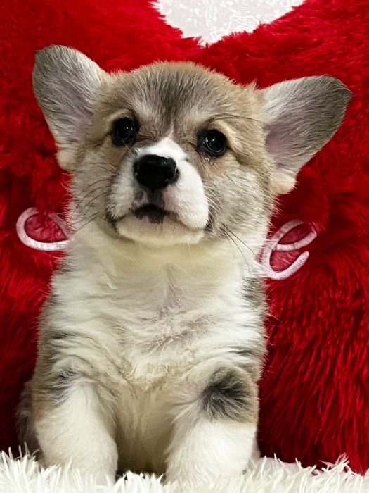 Щеночки вельш корги