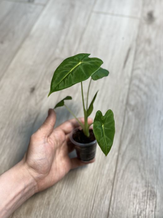 Детки алоказий разные