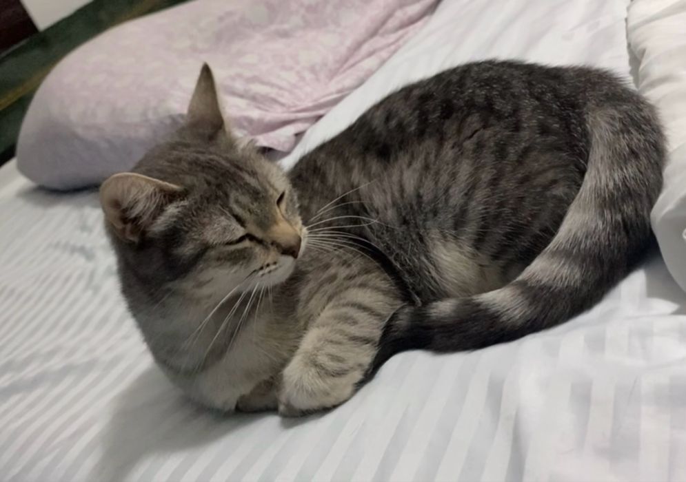 Отдам кошечку в хорошие руки!