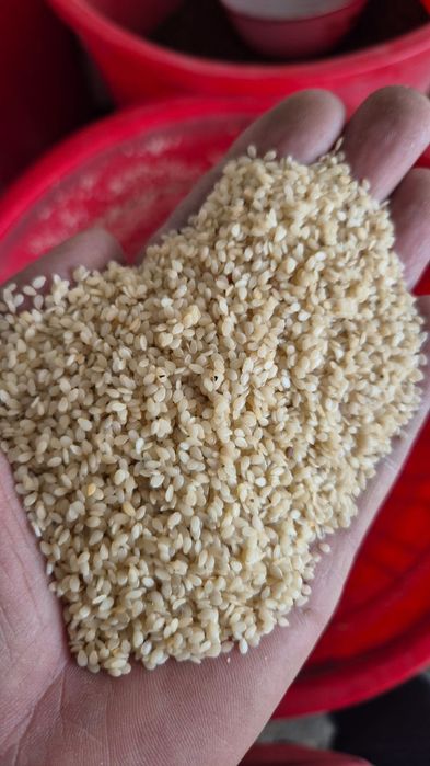 Кунжут Узбекистан