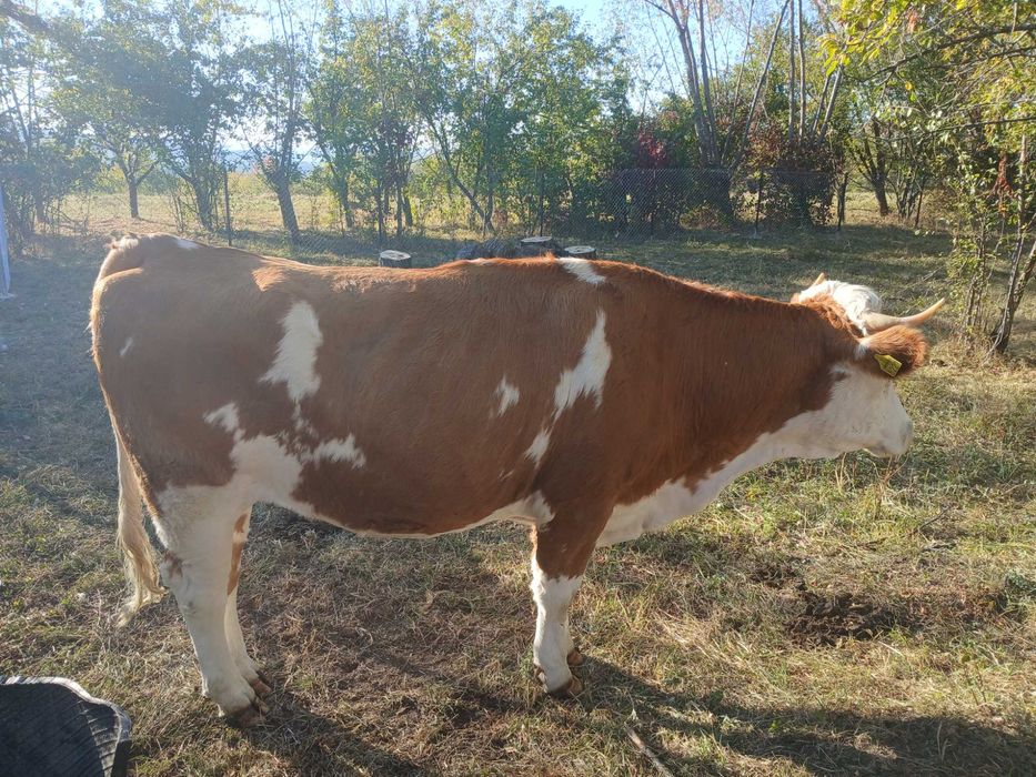 Junincă de vânzarea