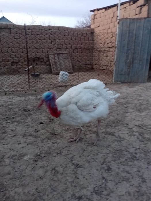 Продается Индюк порода хайбрит