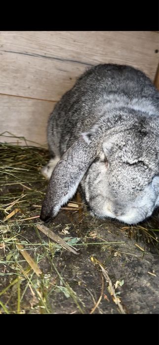 Vand mascul berbec german