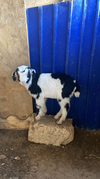 Орыс ешкі сатылады лағымен