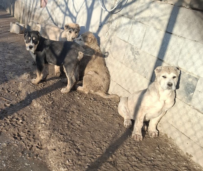 Алабай күшік сатылады