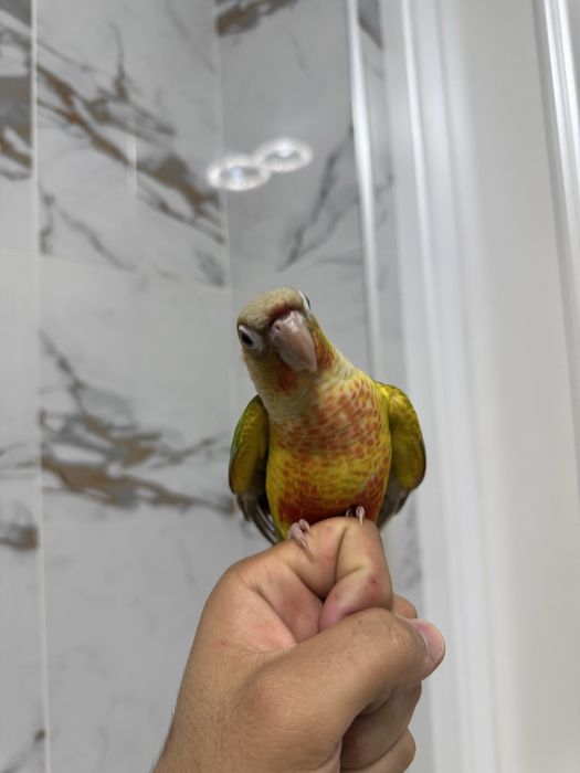 Pirrura Ruchnoy papugay