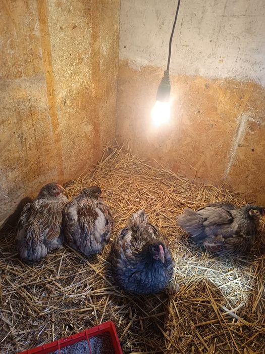 Pui wyandotte rosu-albastru