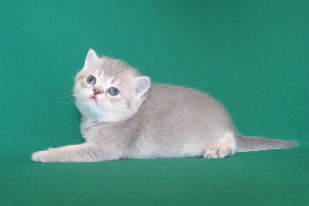 Super skidka mushukchalar sotiladi