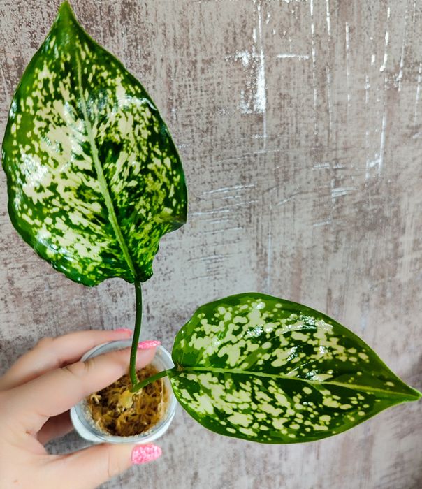 Тайские Аглаонемы