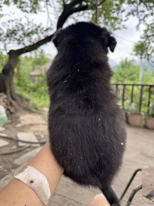 Щенки бесплатно