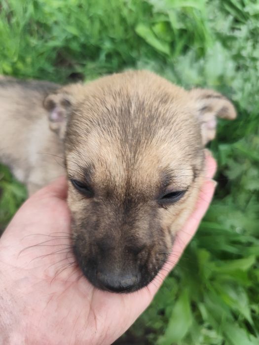 Щенок девочка собака сука ищет себе семью