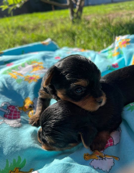 Продам очаровательных  щенков Йорка