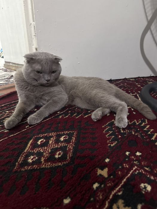 Продам чистих домашних котят