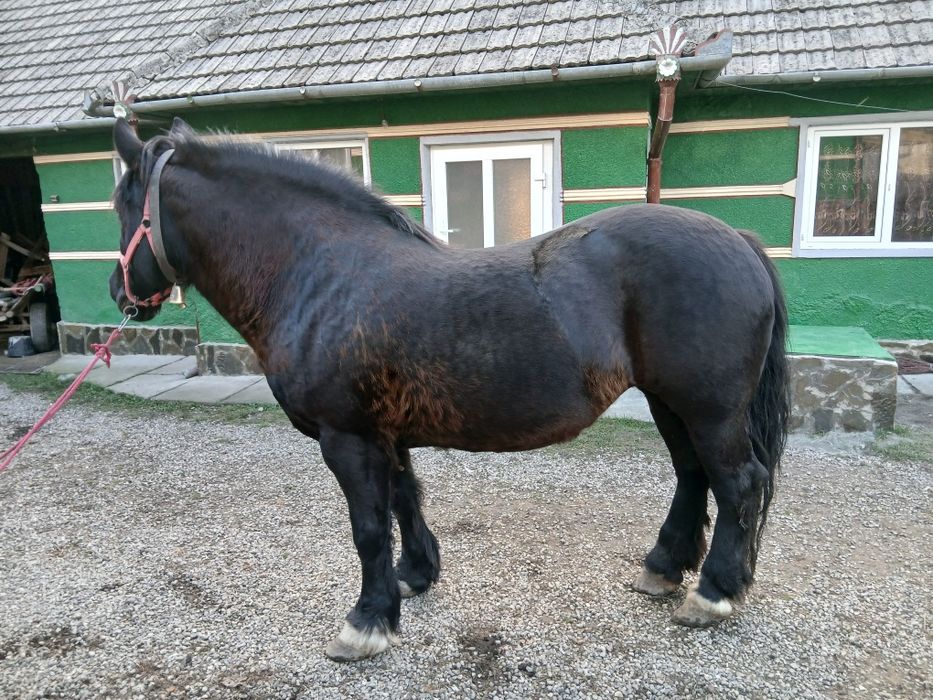 Iapa de vânzare 8 ani