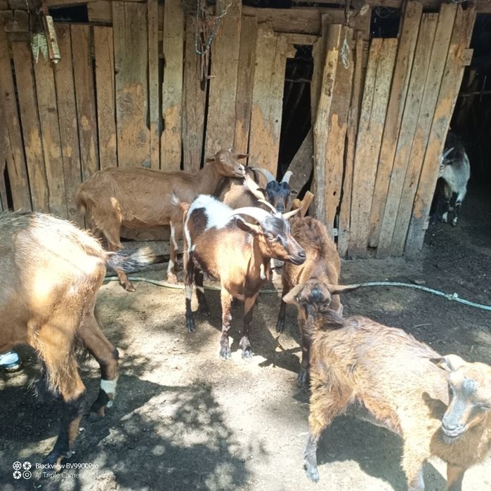 Vânzare iezi capra alpin francez